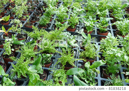 A table full of potted mixed tropicals A table full of potted mixed tropicals 81838218