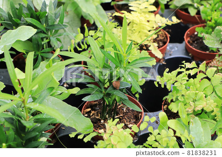 View of tiny mixed tropicals in small pots 81838231