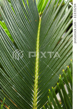 Closeup of the leaves on a Sago Palm Closeup of the leaves on a Sago Palm 81838294