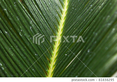 Closeup of the leaves on a Sago Palm Closeup of the leaves on a Sago Palm 81838295