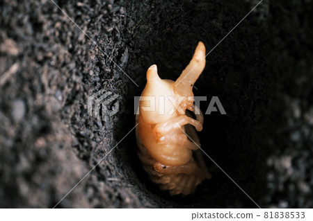 Beetle pupa in the hole Beetle pupa in the hole 81838533