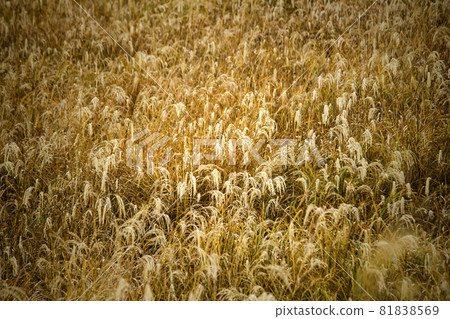 晨光下泛著金光的須木草原 81838569