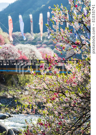 [Hanamomo no Sato] Hanamomo and carp streamers in full bloom 81838741