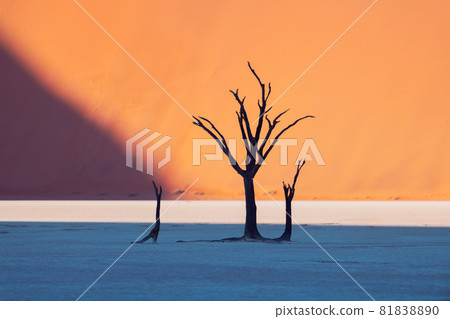 Dead Camelthorn Trees at sunrise 81838890