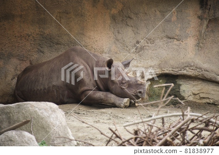 Higa Cyclosai at Tennoji Zoo 81838977