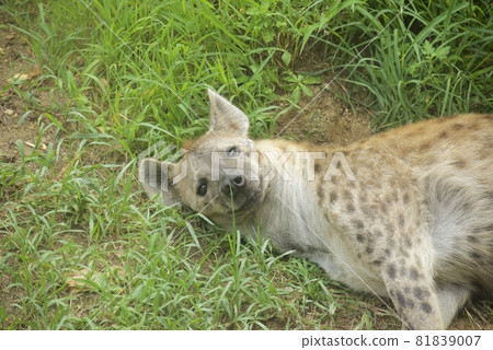 Spotted hyena at Tennoji Zoo 81839007
