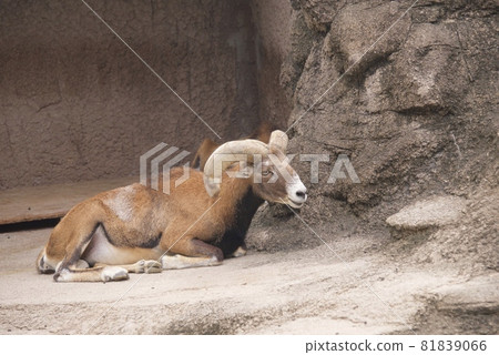 Mufron of Tennoji Zoo 81839066