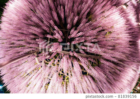 Ashikaga Flower Park Wisteria Flower Full Bloom Illuminated Fisheye Ashikaga Flower Park Wisteria Flower Full Bloom Illuminated Fisheye 81839156