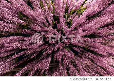 Ashikaga Flower Park wisteria flowers in full bloom lit up Ashikaga Flower Park wisteria flowers in full bloom lit up 81839167