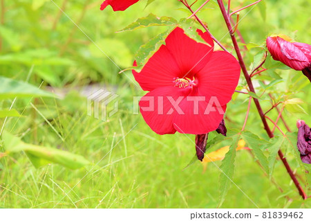 Titan Bikas Flower Titan Bikas Flower 81839462