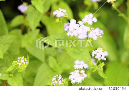Agereatum Flower Agereatum Flower 81839464