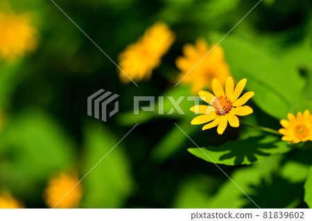Melanpodium, a flower that blooms in autumn Melanpodium, a flower that blooms in autumn 81839602