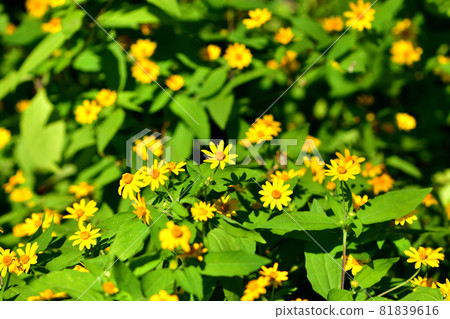 Melanpodium, a flower that blooms in autumn Melanpodium, a flower that blooms in autumn 81839616
