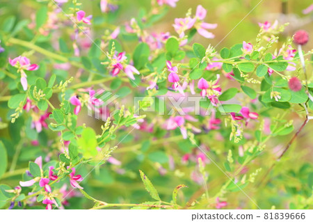 Hagi flower Hagi flower 81839666