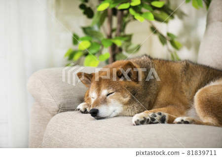 Dog sleeping on the sofa Dog sleeping on the sofa 81839711