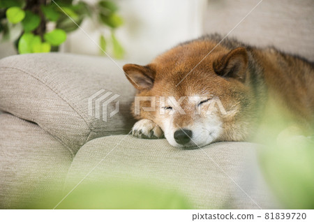 Dog sleeping on the sofa 81839720