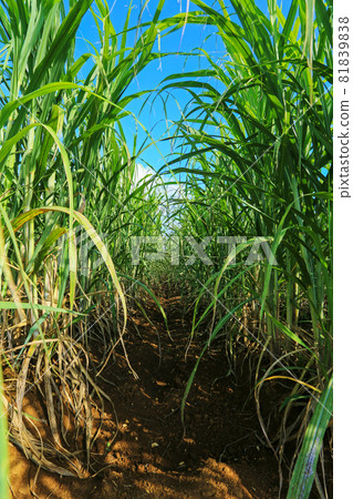 Scenery of Okinawa: Tunnel in sugar cane field 81839838