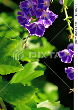 Duranta, a flower that blooms in autumn 81840263