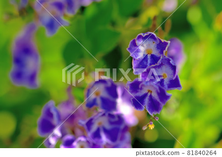 杜蘭塔,秋天盛開的花 杜蘭塔,秋天盛開的花 81840264