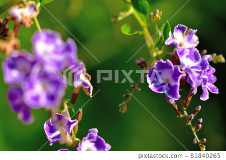 杜蘭塔,秋天盛開的花 杜蘭塔,秋天盛開的花 81840265