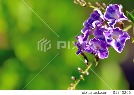 杜蘭塔,秋天盛開的花 杜蘭塔,秋天盛開的花 81840266