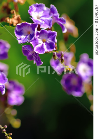 杜蘭塔,秋天盛開的花 杜蘭塔,秋天盛開的花 81840267