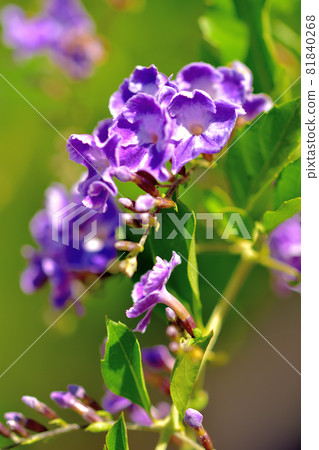 杜蘭塔,秋天盛開的花 杜蘭塔,秋天盛開的花 81840268