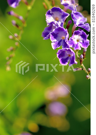 杜蘭塔,秋天盛開的花 杜蘭塔,秋天盛開的花 81840269