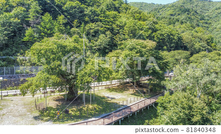 Shokawa Sakura 81840348