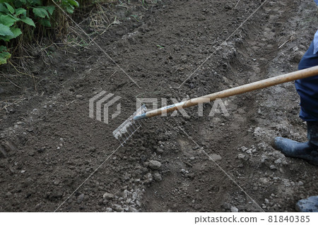 Preparing to sow the radish field 81840385