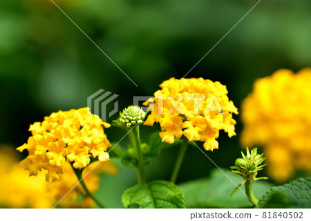 Lantana, a flower that blooms in autumn 81840502