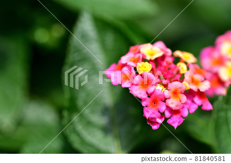 Lantana, a flower that blooms in autumn Lantana, a flower that blooms in autumn 81840581