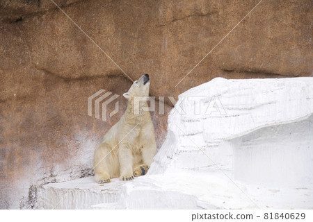 Polar bears of Tennoji Zoo 81840629