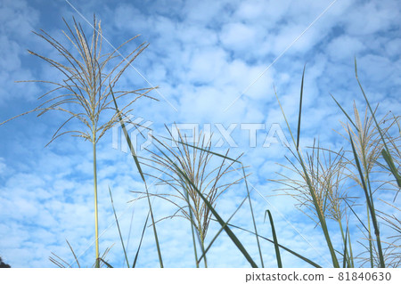 Autumn pampas grass and sky 81840630