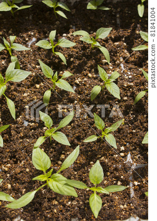 Pepper seedlings 81841004