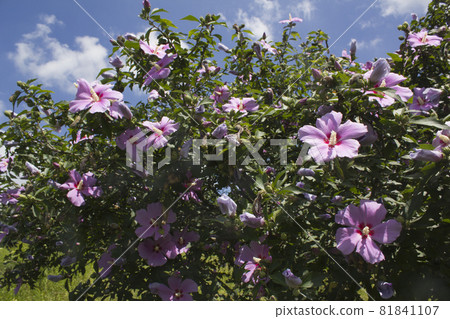 Rose of Sharon Rose of Sharon 81841107
