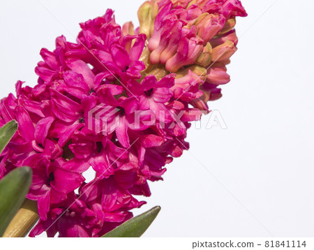 hyacinth 81841114