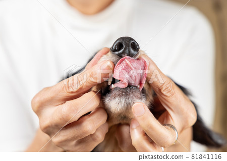 A pet dog who hates being checked for dental health and resists with his tongue out 81841116