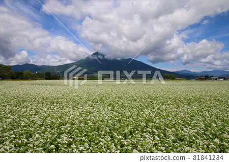 Soba flowers (Inawashiro Town, Fukushima Prefecture) 81841284