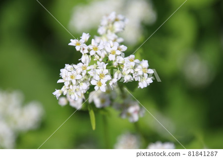 Soba flowers (Inawashiro Town, Fukushima Prefecture) 81841287