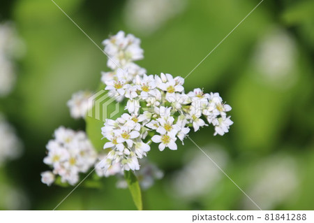 Soba flowers (Inawashiro Town, Fukushima Prefecture) 81841288