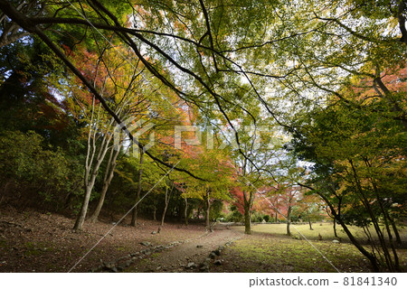 龜山公園(嵐山公園)的紅葉 龜山公園(嵐山公園)的紅葉 81841340