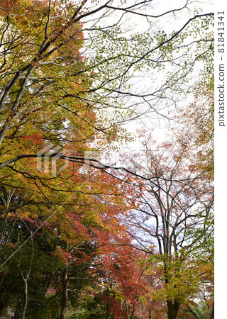 Autumn leaves in Kameyama Park (Arashiyama Park) Autumn leaves in Kameyama Park (Arashiyama Park) 81841341