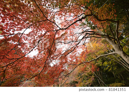 龜山公園（嵐山公園）的紅葉 81841351