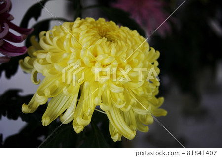 Chrysanthemum Chrysanthemum 81841407