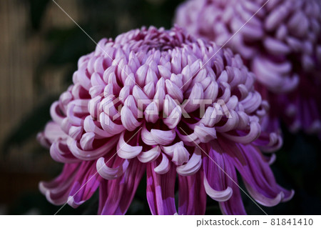 Chrysanthemum Chrysanthemum 81841410