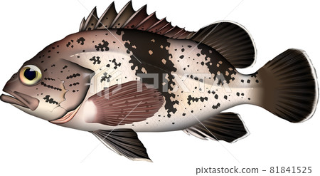 魚圖 Tanuki Mebaru EPS 矢量 jpg png 魚圖 Tanuki Mebaru EPS 矢量 jpg png 81841525