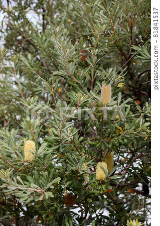 Banksia Banksia 81841537