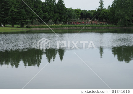 蜻蜓池塘公園的池塘 81841616