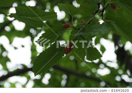 Mulberry Mulberry 81841620